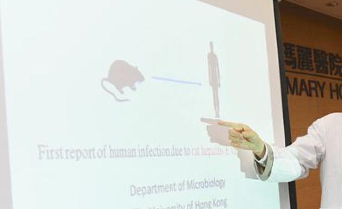 香港新增3宗鼠传人戊型肝炎个案，学者促抽查各区老鼠验病毒