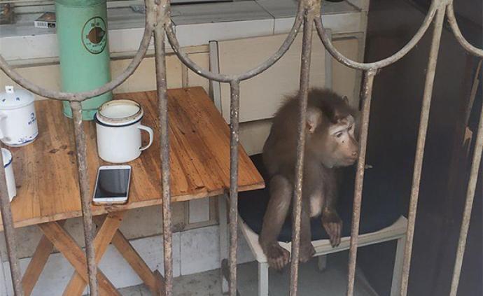 绍兴一动物园猕猴逃脱袭伤三人，次日在小区厨房内被抓回