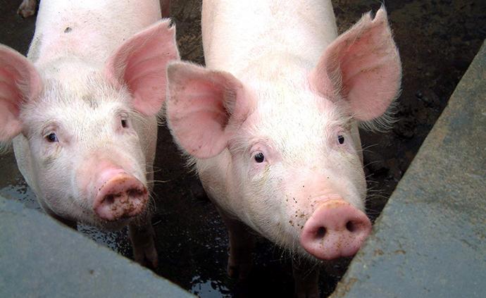 海南陵水加强非洲猪瘟疫情防控督查，追责问责20余人