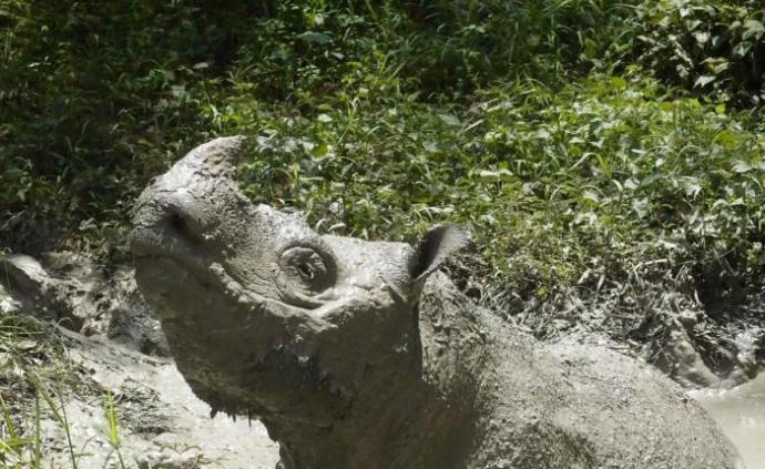 苏门答腊犀牛面临灭绝，马来西亚最后一头雄性个体死亡