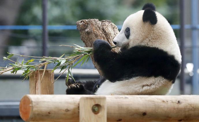日媒：旅日大熊猫“香香”租借期被延至2020年12月