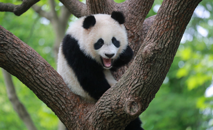 十月龄大熊猫取名七七，回顾她的成长史