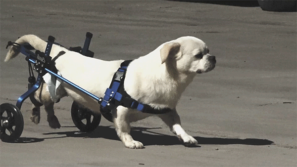 一种幸福：他给残疾宠物做了数万只轮椅