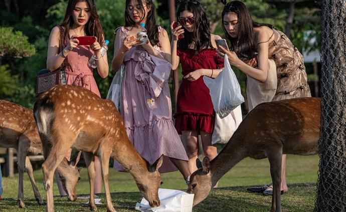 早安·世界｜日本奈良死鹿肚子里发现3.2公斤塑料垃圾