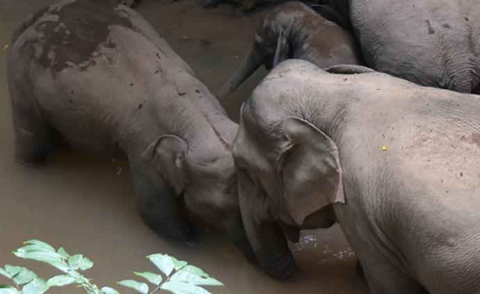 云南景讷三头野生亚洲象被困蓄水池，2头自行脱困、1头死亡