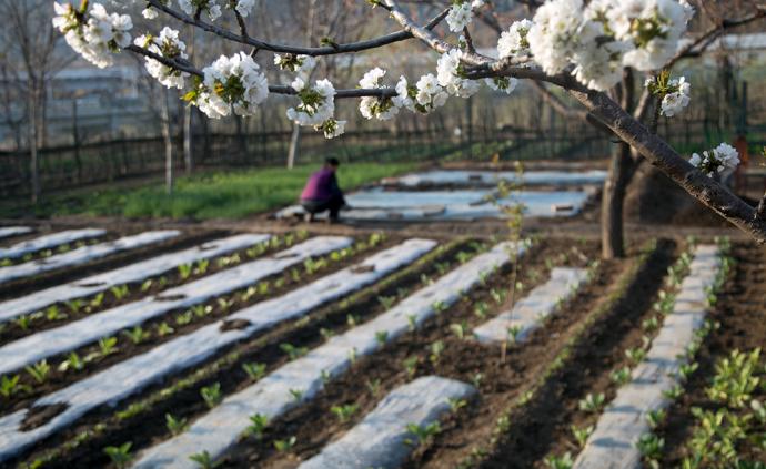 流动社会中的“过渡日常”：基于京郊代耕菜农研究的分析框架
