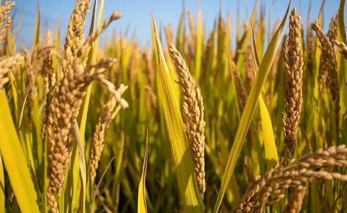 中国科学家克隆出控制稻米蒸煮与食味品质的重要基因