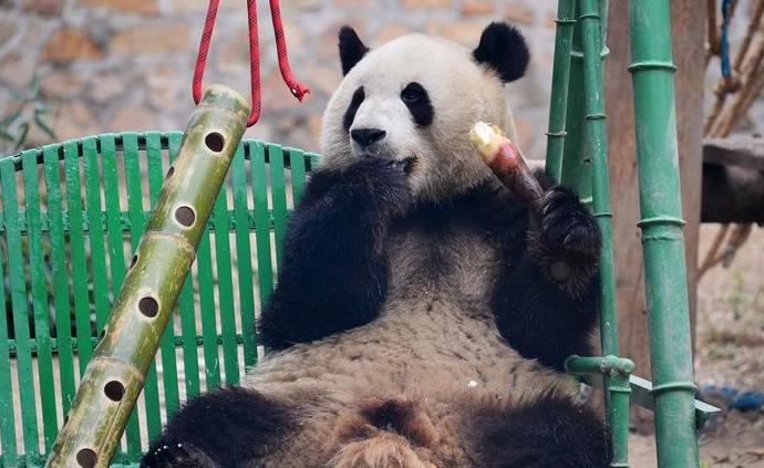 百万“猫粉”：大熊猫也有“饭圈”吗？ 