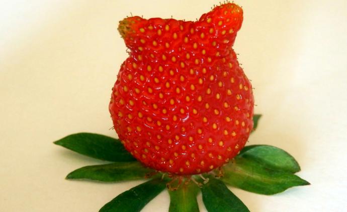 草莓又大又畸形，是用了膨大素且会致癌？