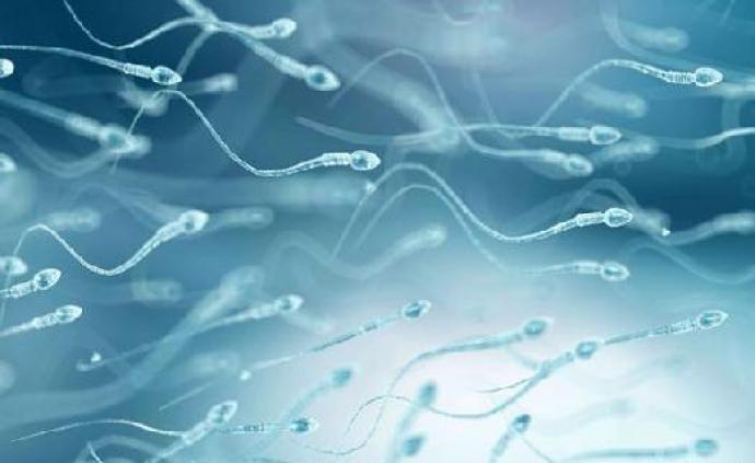 大数据+AI助力当爸爸，沪专家提出精子发生障碍诊疗新路径