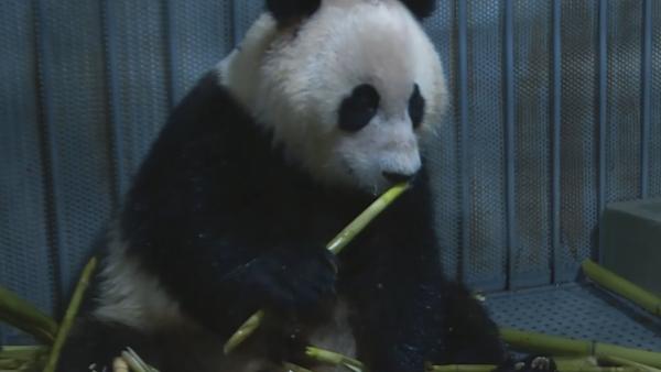 九寨沟野外救护大熊猫被放归