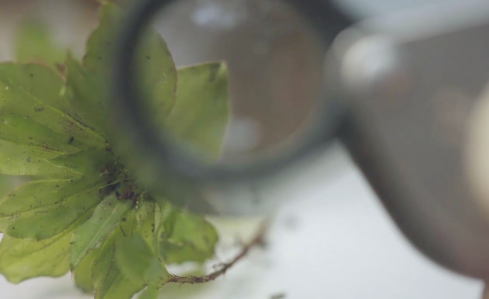 探秘苔藓：苔花如米小，也学牡丹开