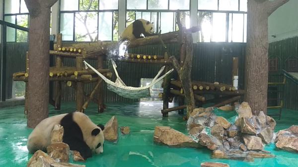 上海动物园大熊猫的“继承者们”来了