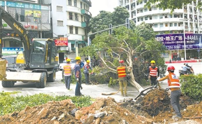 广西梧州市区“换树”调查：未经审批，也未向社会公示