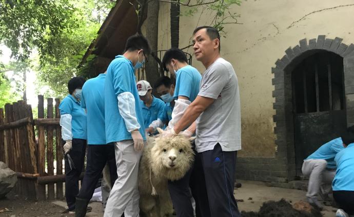 上海动物园为羊驼剪毛集体换“夏装”