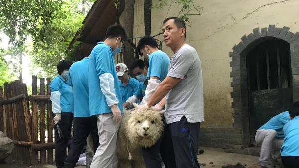 上海动物园为羊驼剪毛集体换“夏装”