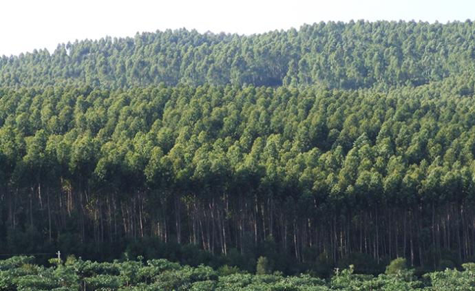 广东自然资源厅：将引导和规范桉树人工林适地种植、适度发展
