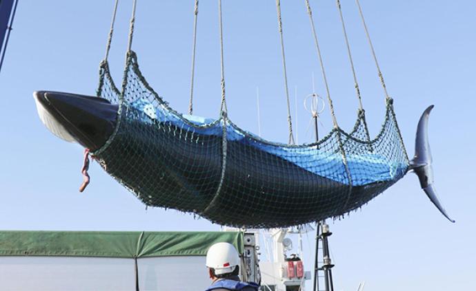日本退出国际捕鲸委员会，时隔32年将重启商业捕鲸