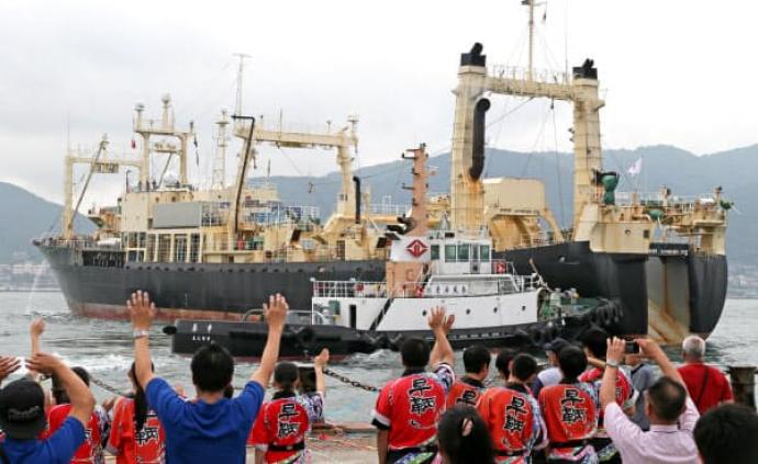 8艘捕鲸船出海，日本正式恢复商业捕鲸