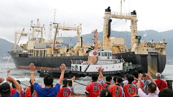 8艘捕鲸船出海，日本正式恢复商业捕鲸