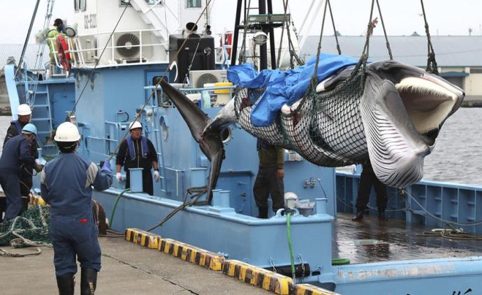 日本重启商业捕鲸首日：捕获两条小须鲸，“还够捕捞一百年”