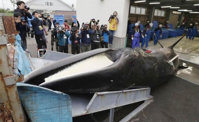 解读｜日本重启商业捕鲸，是“一场注定要失败的行动”？
