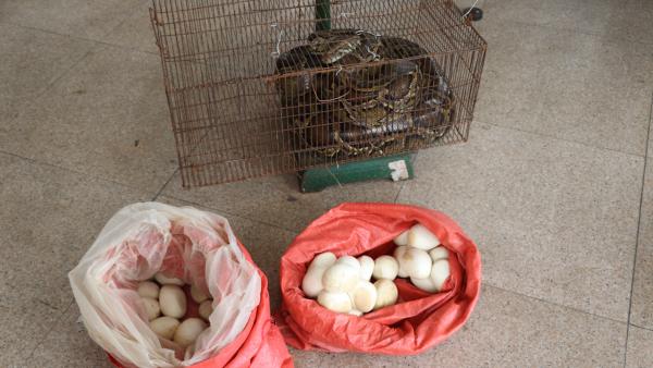 50斤重蟒蛇偷吃十只鸭，产下32枚蛇蛋