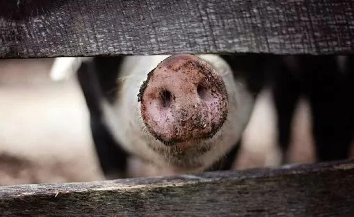 “人猪奇美拉”：用动物培养人体器官的道德难题