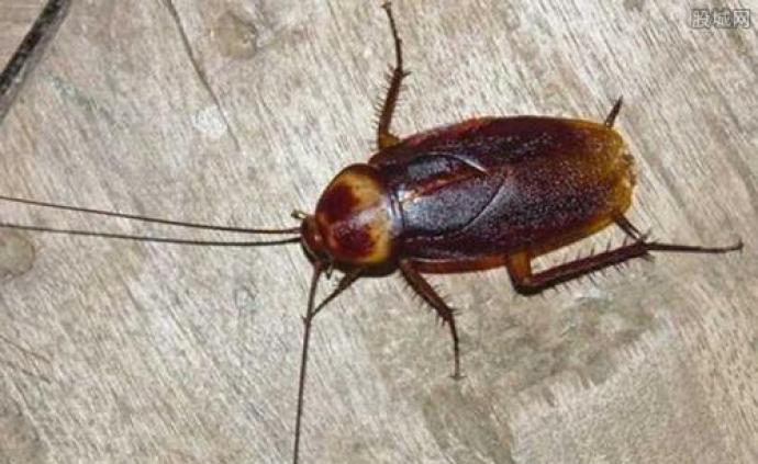 《科学》：蟑螂正在变得不可战胜，杀虫剂无法阻挡蟑螂肆虐
