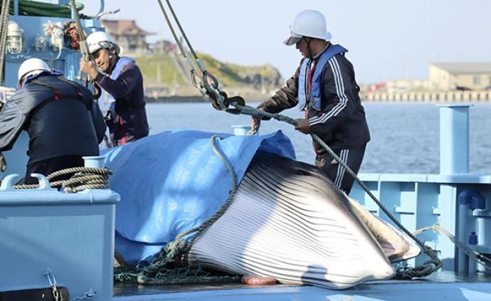 日本下月重启商业捕鲸，从业者认为前景叵测