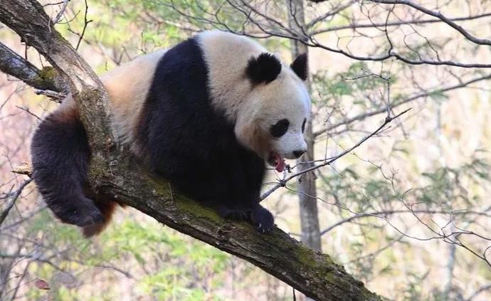 秦岭大熊猫最新科研成果发布：早在30万年前就从四川分开