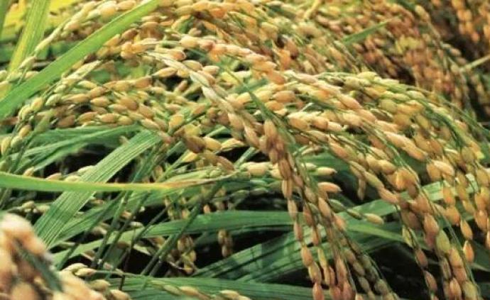 “开绿灯”两年后，美国史上首次对中国出口稻米