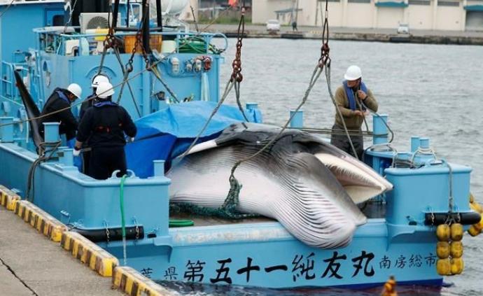 恢复商业捕鲸后，日本首次拍卖鲸肉
