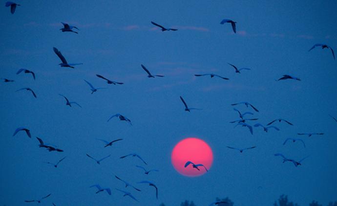 安徽阜南：近年加大对濛洼湿地保护，现已引来大量候鸟