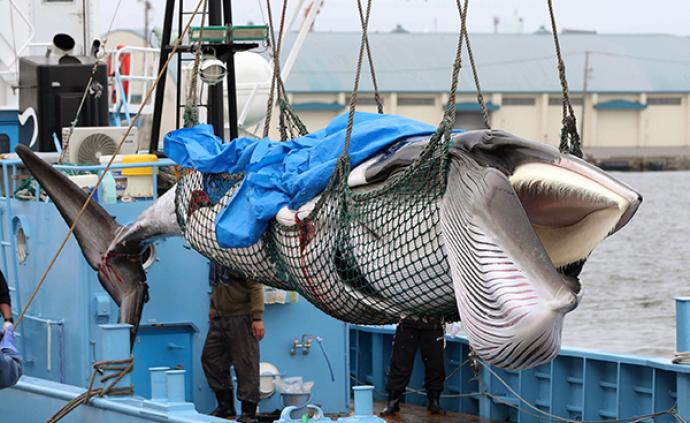 日本大批鲸肉积压难消化，政府重启商业捕鲸或为讨好选民