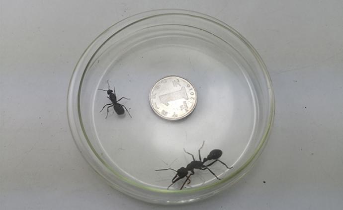 青岛海关查获邮寄活体蚂蚁“巨无霸”：体长超过1元硬币