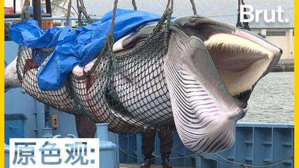 为了保持传统破坏环境？日本重启商业捕鲸引发公愤