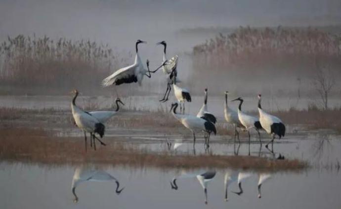 中国又一新的世界遗产，为什么会是“黄渤海候鸟栖息地”