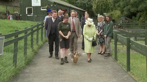 英国女王造访苏格兰农场，导游是只鸭子