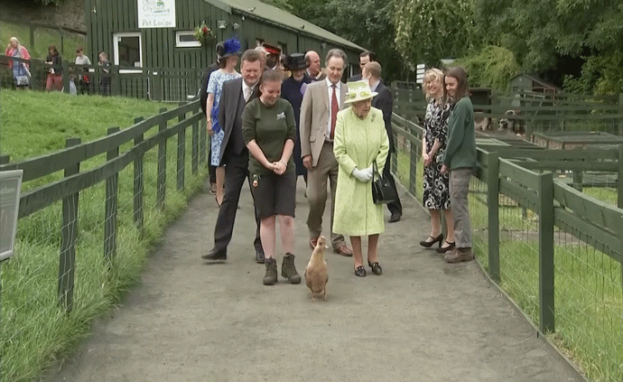 英国女王造访苏格兰农场，导游是只鸭子