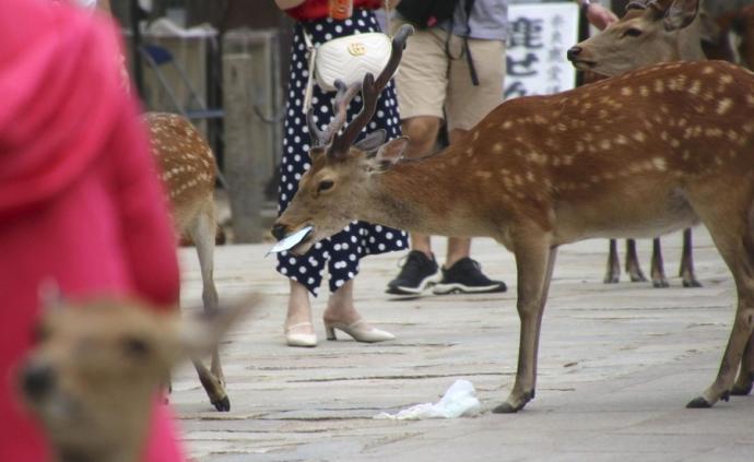 日本奈良鹿接连死亡：胃里塑料袋拧成硬块最重4.3公斤