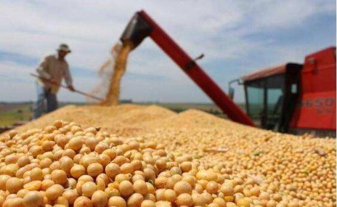 去年大豆出口骤降74%成噩梦，美国农民邀请中国买家谈生意