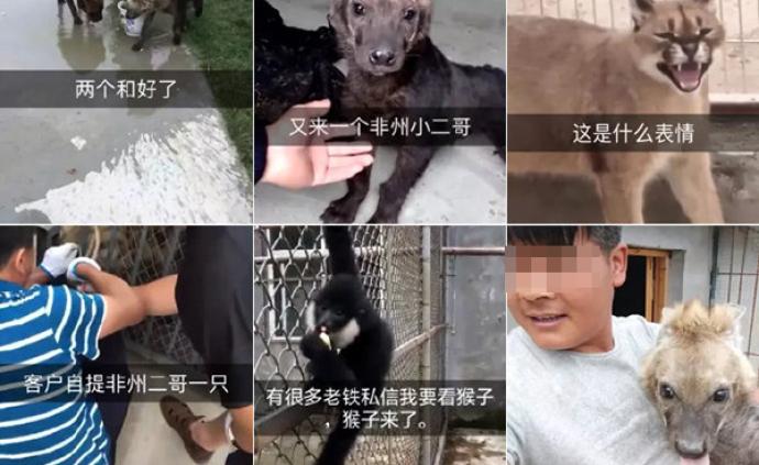 江蘇一公司非法走私銷售老虎？官方：離職員工在動物園拍攝的