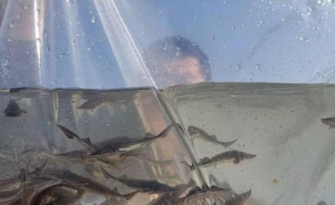 中国北疆首次在黑龙江上游放流12万尾“施氏鲟”鱼苗