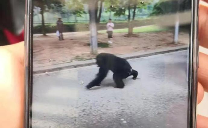 合肥野生动物园一只黑猩猩出逃：在园内与警力对峙，游客撤离
