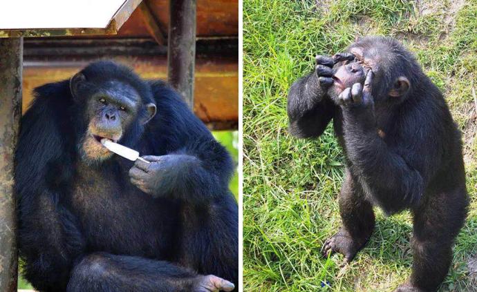 出逃黑猩猩被围堵抓回，合肥野生动物园：它抓着竹子跳出来的