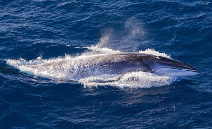 地球的一半︱日本恢复商业捕鲸，对世界意味着什么？