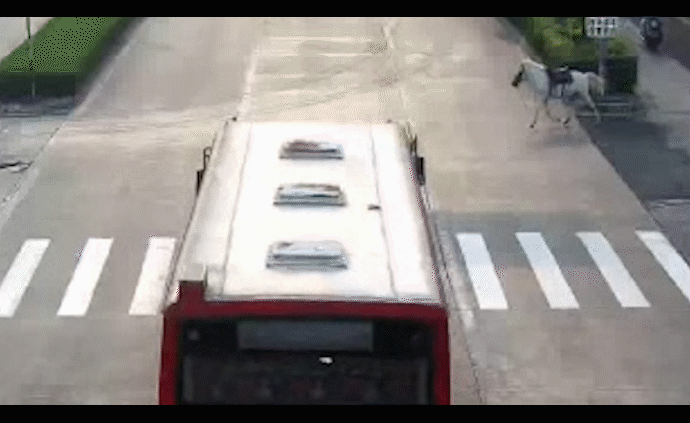 白馬受驚沖出兒童樂園,遭公交車撞死