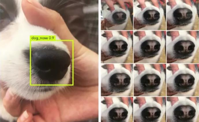狗丢了？旷视推出AI鼻纹识别应用，狗也能进行身份识别了