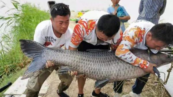 渔友钓150斤大鱼放生：在娱不在鱼